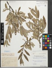 Foto von Salix glaucosericea Flod.